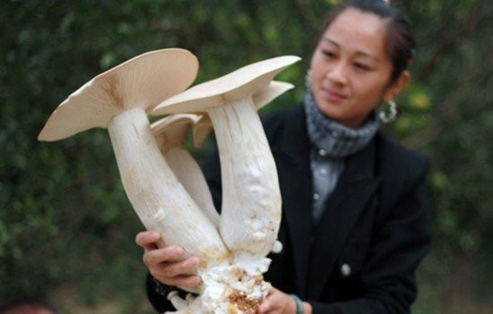 大家快来看巨大的蘑菇植物gif搞笑图片