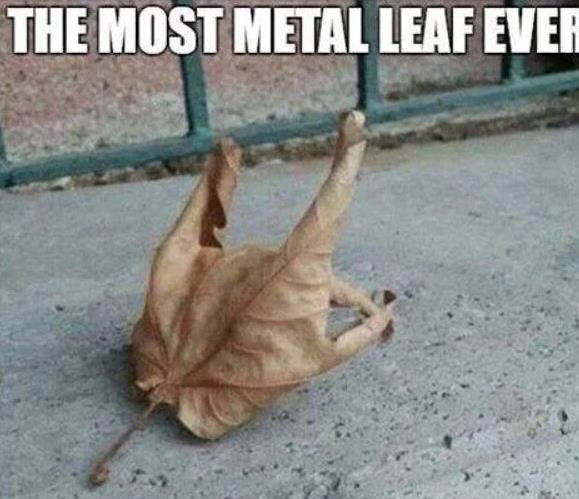 我掐指一算。。。植物gif搞笑图片