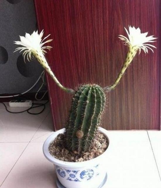 开的多有意境植物gif搞笑图片