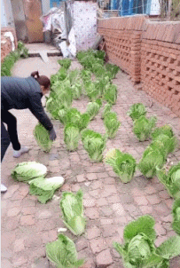 目瞪狗呆，不敢相信这是真的植物gif搞笑图片