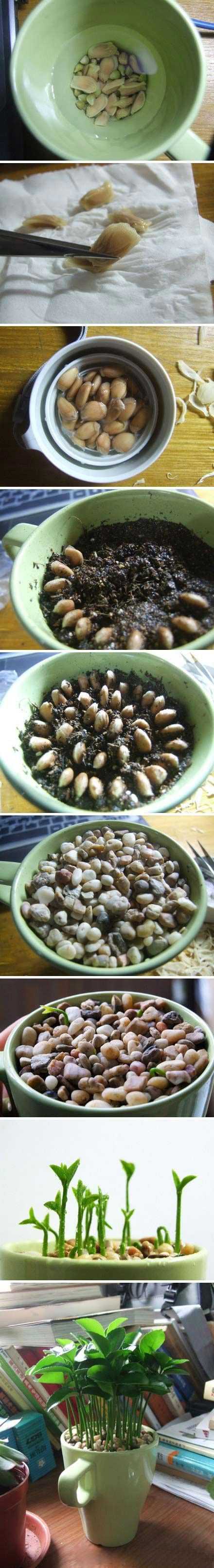 邻屋的OL与吃剩的柚子核植物gif搞笑图片