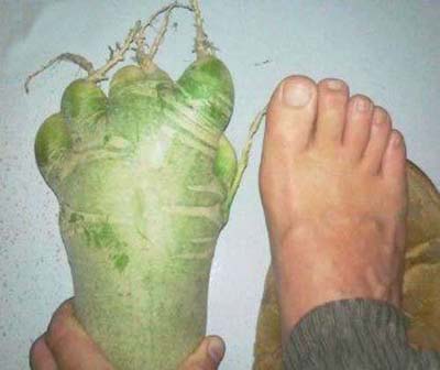 萝卜君你又调皮了植物gif搞笑图片