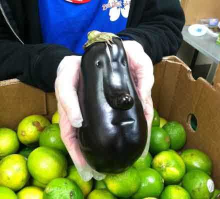 大家好我是茄子君植物gif搞笑图片