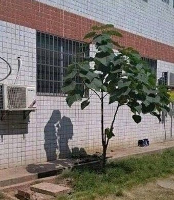 小树你是要成精了么？植物gif搞笑图片