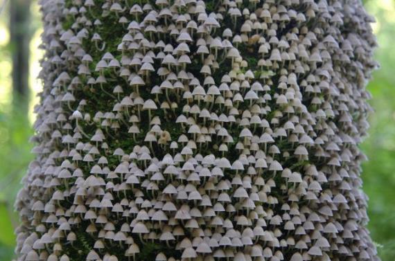 密密麻麻的小蘑菇植物gif搞笑图片