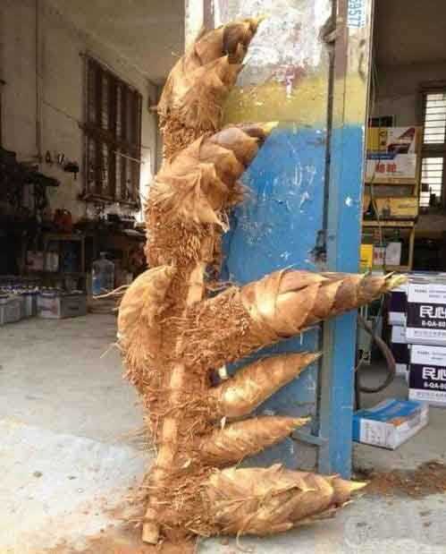 挖笋的真厉害，一家老小连窝端了植物gif搞笑图片