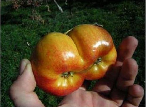 孪生兄弟植物gif搞笑图片