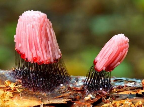 奇妙的大自然植物gif搞笑图片