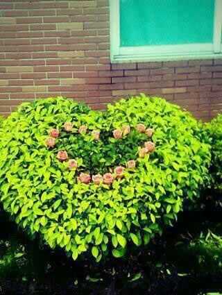 一男生拿小剪刀鬼鬼祟祟地剪女生宿舍前的小树植物gif搞笑图片