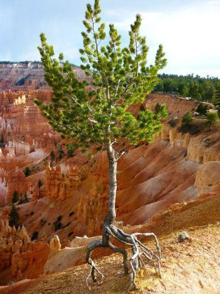 会跑的小树植物gif搞笑图片