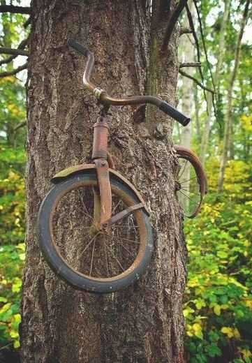 那辆自行车被永远地留在那里植物gif搞笑图片