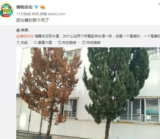 院子里有两棵树，一棵是枣树，另一棵是死的枣树植物gif搞笑图片