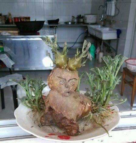 土豆长苗...有种想叫悟空的冲动植物gif搞笑图片