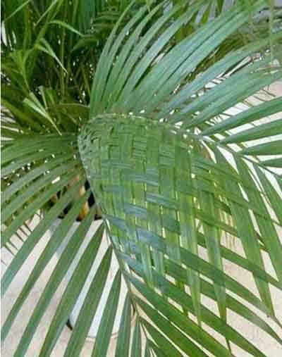 等人的时候手太闲了植物gif搞笑图片