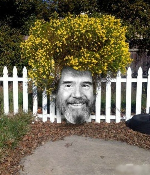 好一朵美丽的野菊花植物gif搞笑图片