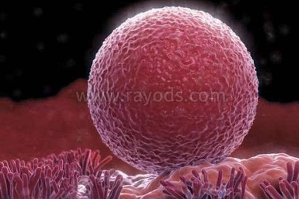 做试管婴儿看见双杠后 感觉吃再多的苦都值得