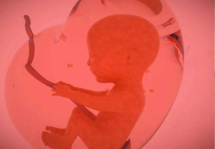 二胎孕11周男胚胎是不是比女胚胎的发育速度快?