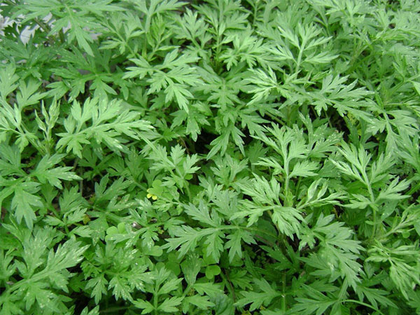 太后悔怀孕吃艾草了，方法不对小心安胎不成变滑胎