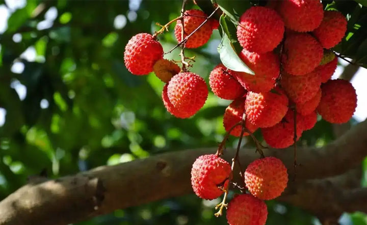 血糖高不能吃什么水果一览表,这八种水果再馋也得远离