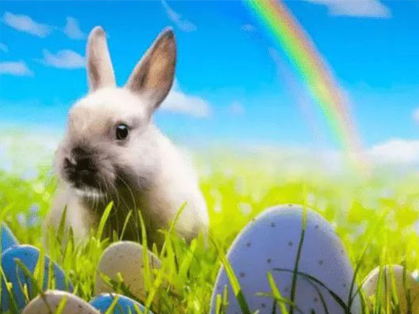 都说2025十兔九苦，那几月出生属兔人才是最好的一等命？