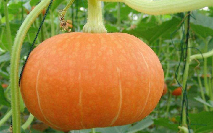 女人多吃南瓜的5大好处，不仅美容养颜还有这些功效