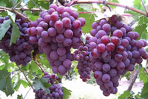 最补铁的十大水果分享，轻松帮助提高身体免疫力