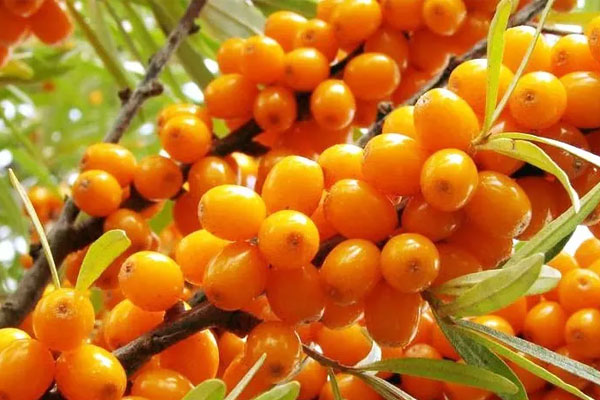 三种人坚决不能吃沙棘,快来看看你是否是其中之一