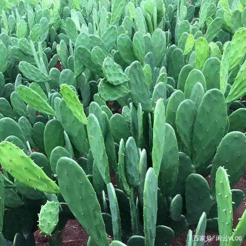 治胃病的好药仙人掌