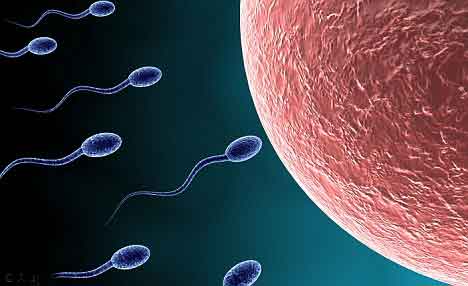 法国已经培育出人造精子