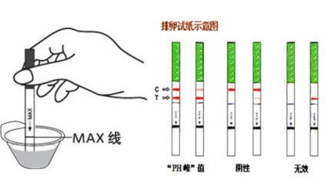 带你了解排卵试纸