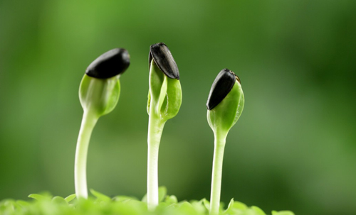 春季“播种”要宝宝好坏参半