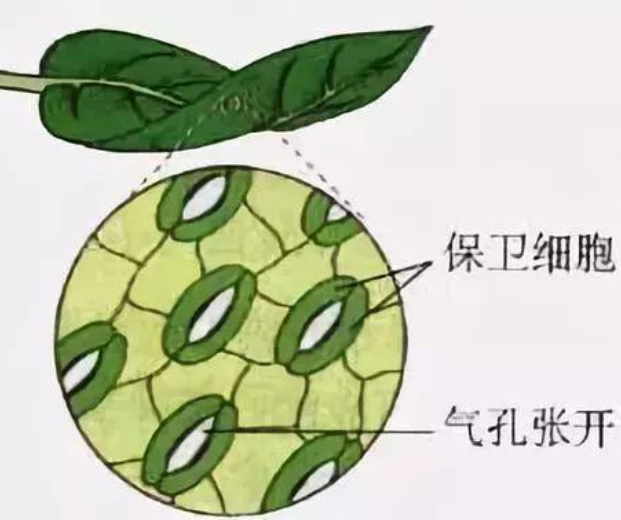 植物如何趋避高温