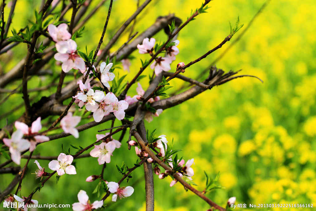 春季怀孕会易早产吗?