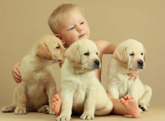 宠物毛会引发胎儿过敏吗？