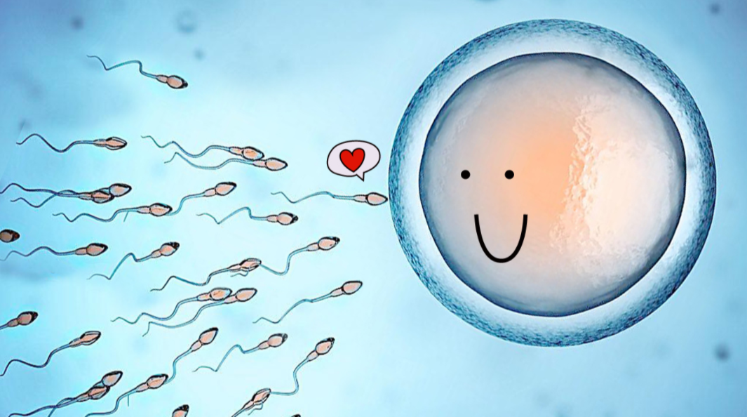 宝宝是怎样诞生的