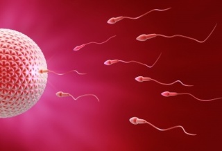 不孕不育男方的问题可能多过女方