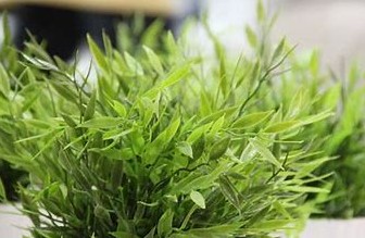 孕妇需要亲近绿色植物