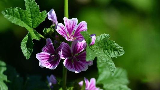 古老欧洲补水秘方：欧锦葵的神秘功效是什么呢？