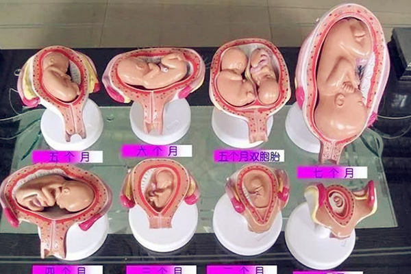 1-10月胎儿发育图，这组高清动图向你展示神奇发育过程！