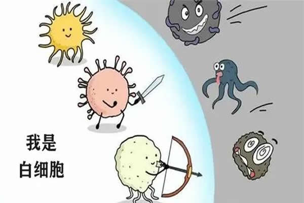 白细胞高是什么原因造成的，主要有四个原因，大家一定要了解