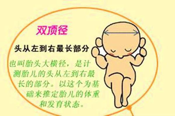 双顶径是什么意思-胎儿双顶径的标准值-准妈妈快来了解一下！