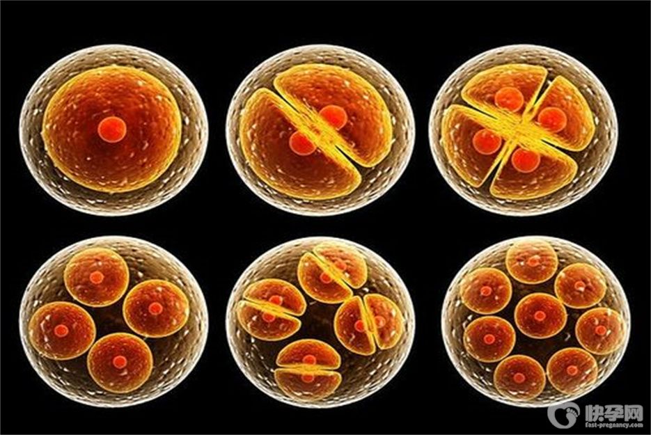 试管婴儿胚胎等级怎么划分？它看得懂你，你看不懂它