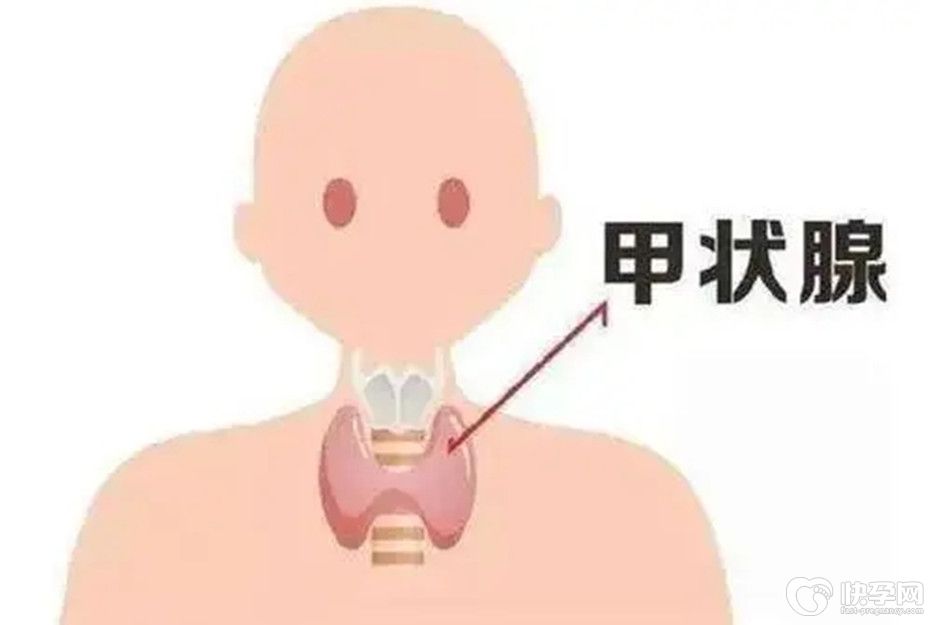 试管助孕前为什么要检查甲状腺功能