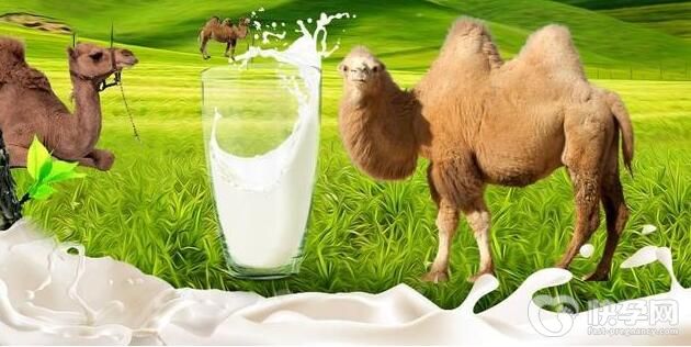 喝驼奶的六大好处与功效介绍，意料之外的是可以预防儿童佝偻病