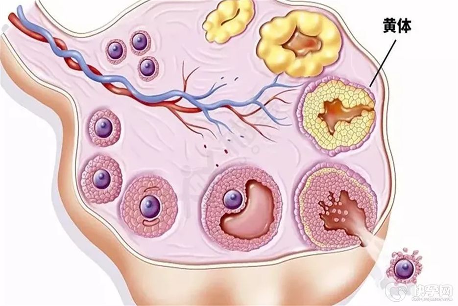 黄体功能不全是什么原因造成的，多半是这五个原因