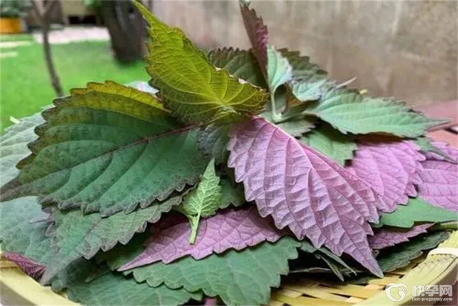 头条资讯：女人吃紫苏有什么好处？这六个好处花钱也买不来