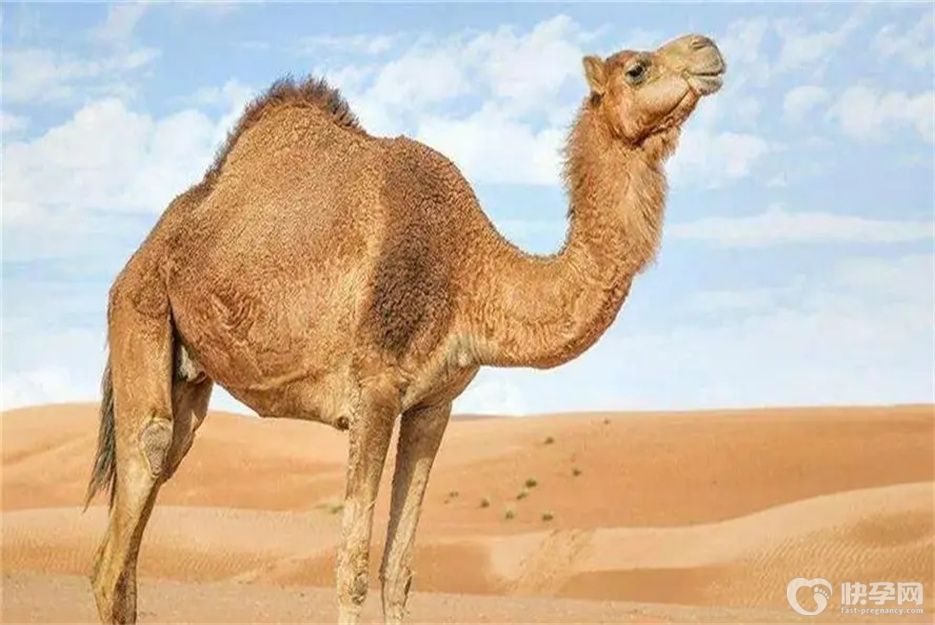 驼奶粉什么牌子是正宗的？国内口碑最好的7款骆驼奶品牌供你参考