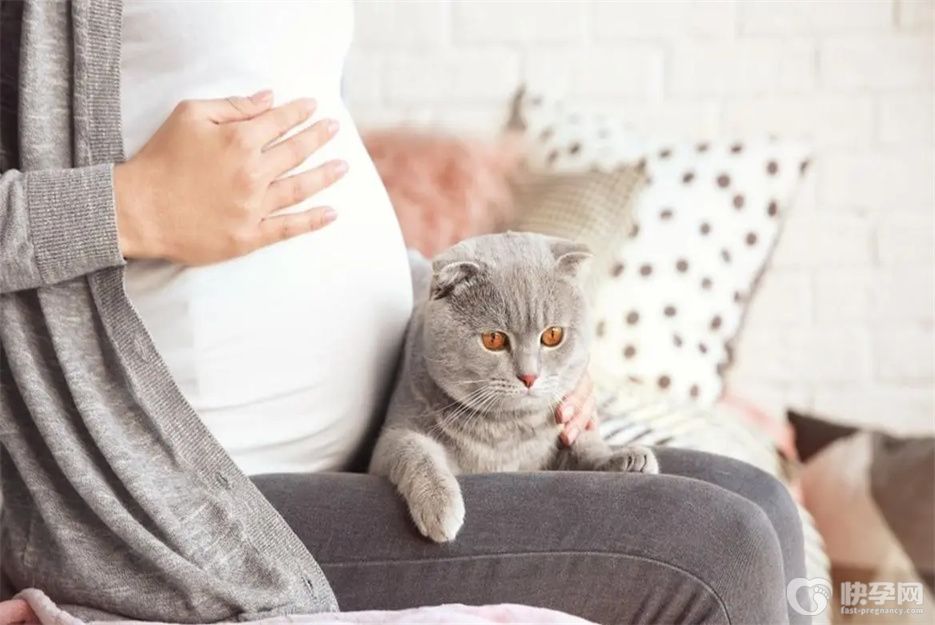 央视辟谣怀孕不能养猫，请不要让小生命为你的无知买单