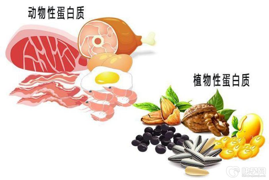 吃什么补蛋白质最快最好？这份优质蛋白食物清单请收好