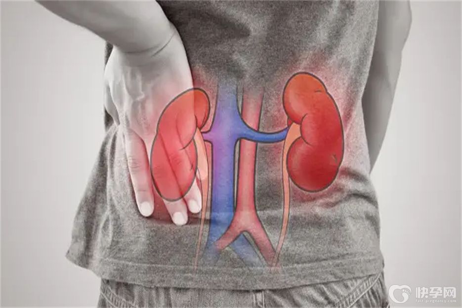 女性最滋补肝肾的7大食物，每天吃一点让肾越来越健康